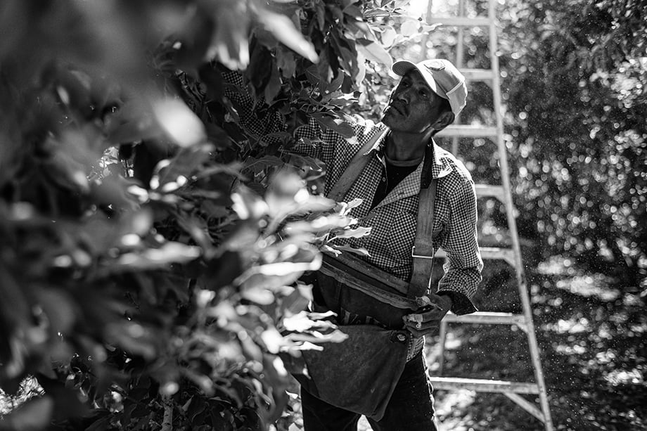 Cornerstone Ranches worker apple picking by Cameron Karsten 
