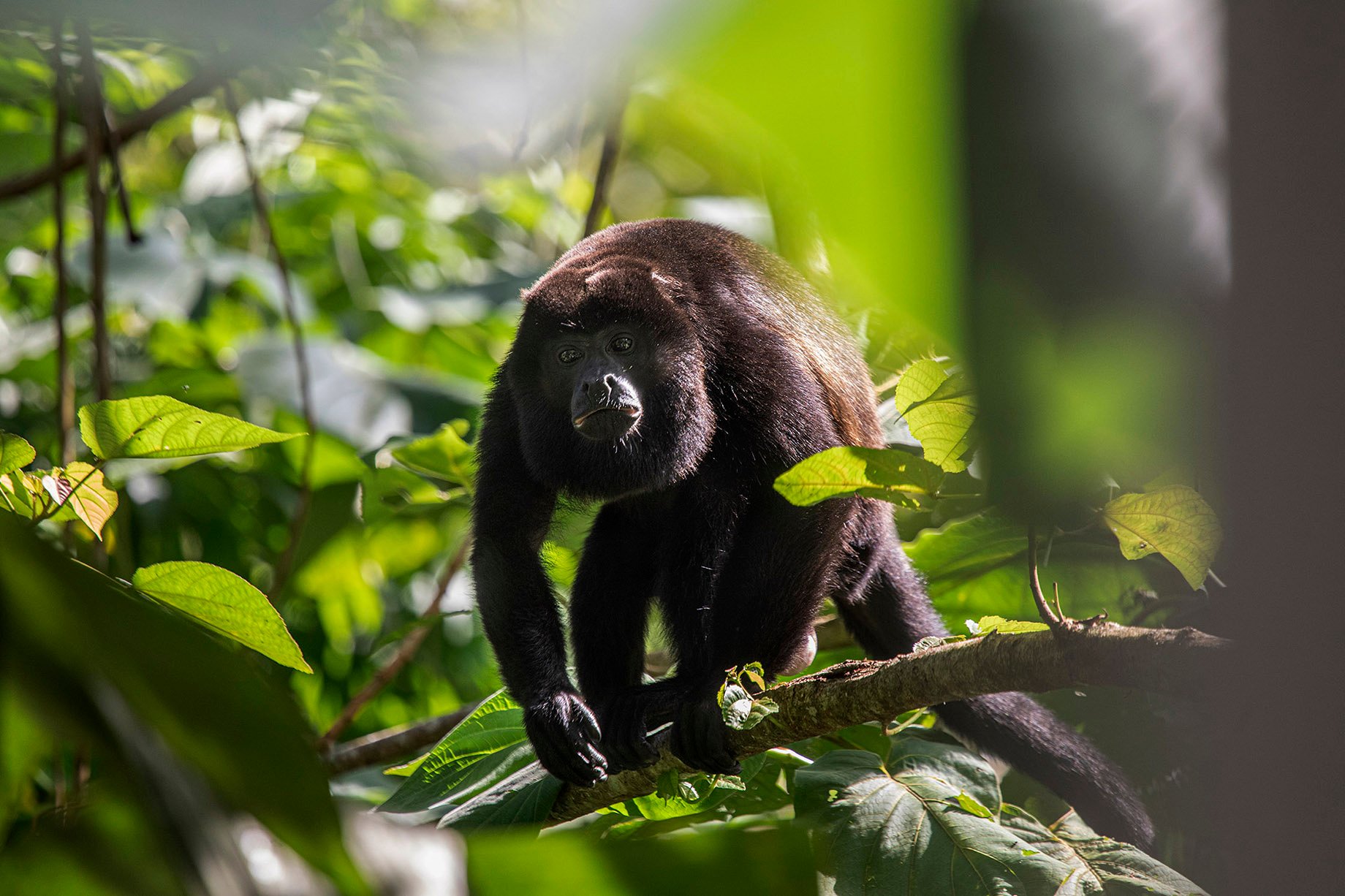 Monkey in Costa Rican rainforest shot by Cristina Candel for Viajar