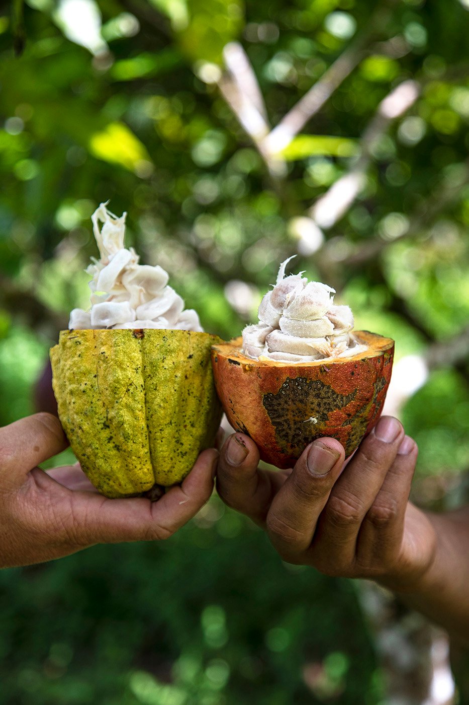 Cacao fruit split open shot by Cristina Candel for Viajar magazine