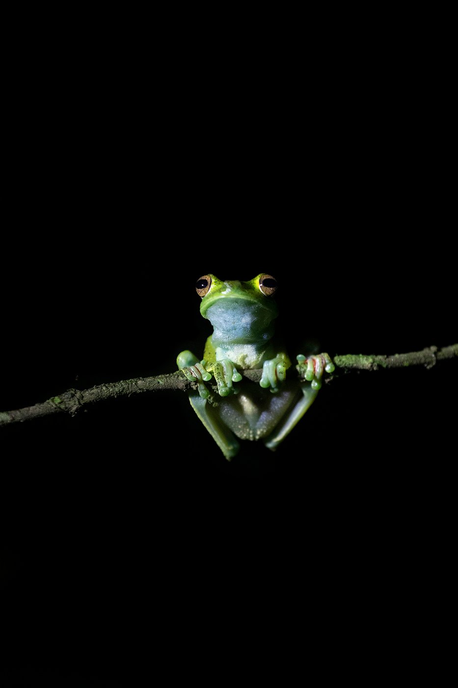 Costa Rica Red eye tree frog shot by Cristina Candel for Viajar magazine