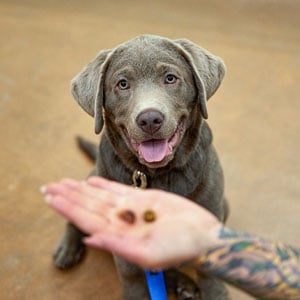Puppy Love: Lou Bopp For PetSmart