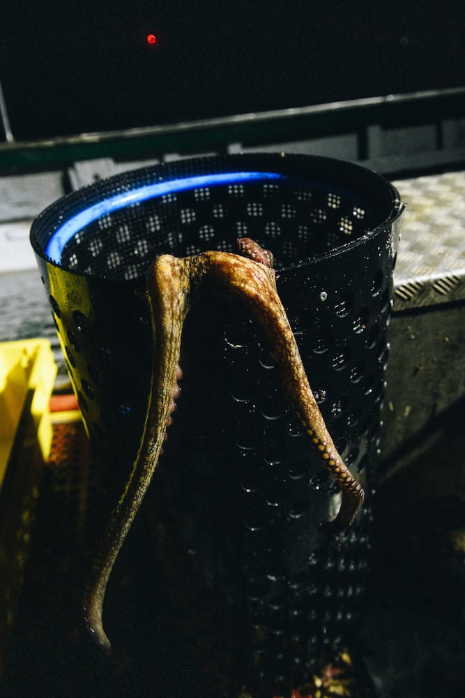 Image of octopus in black fishing pot used to capture it, with tentacles hanging over side of pot, by Douarnenez, France-based social documentary photographer Jean-Marie Heidinger.