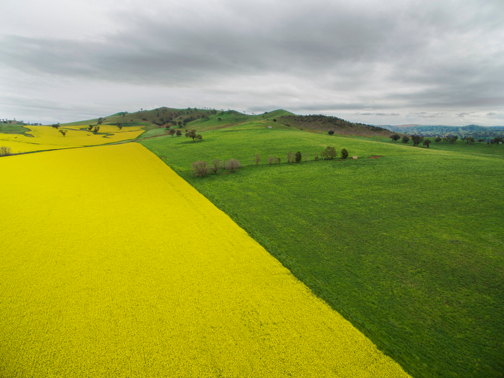 Photo by Aran Anderson of a field with deep green and yellow colors divided by the middle.