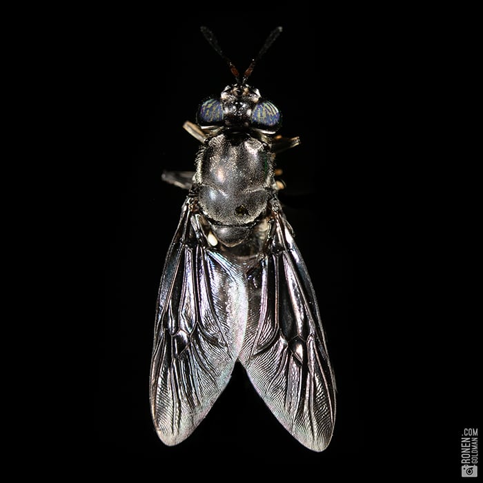 An up-close portrait of a black soldier fly in FreezeM lab by Tel Aviv, Israel-based conceptual photographer Ronen Goldman