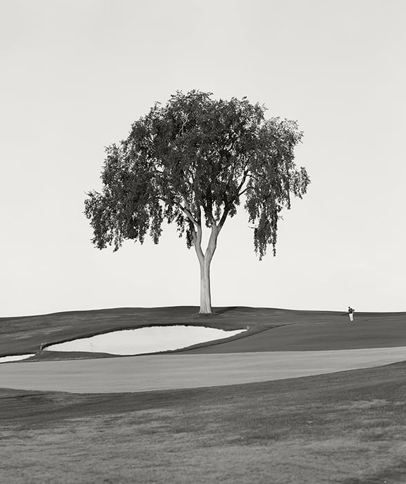 Shot of American Elm tree on the 8th hole at the private Oakland Hills Country Club by Daniel Ribar 