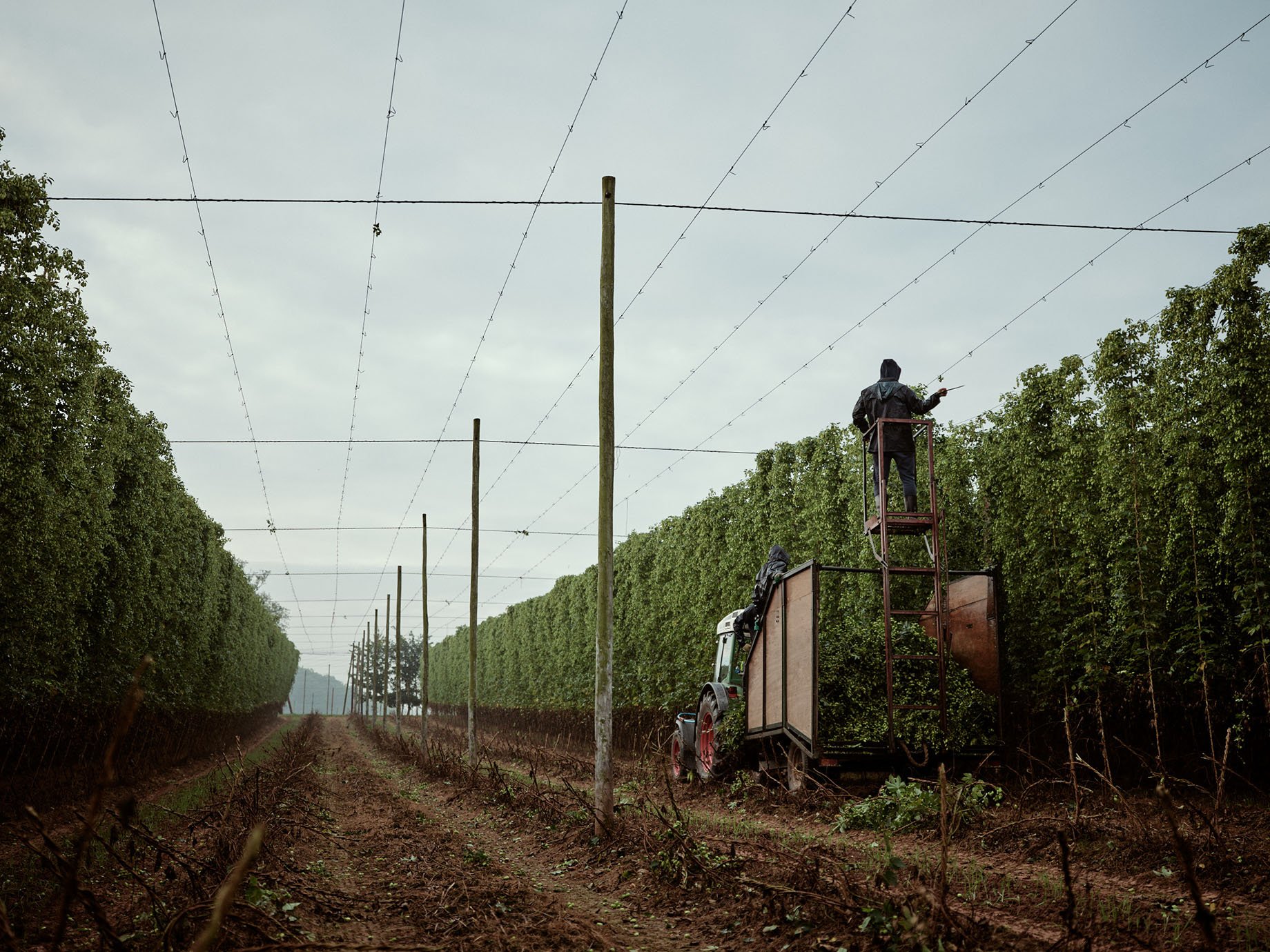 Stocks Farm hop harvest shot by Duncan Elliott