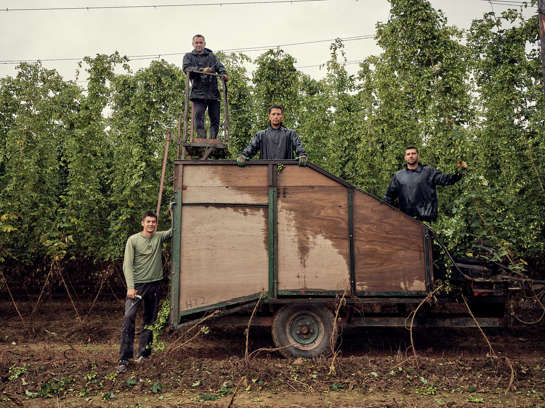 Stocks Farm hop harvest shot by Duncan Elliott
