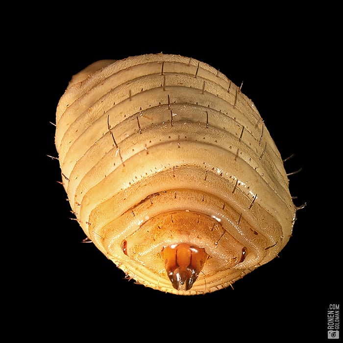Macro photography of larvae for FreezeM captured by Ronen Goldman