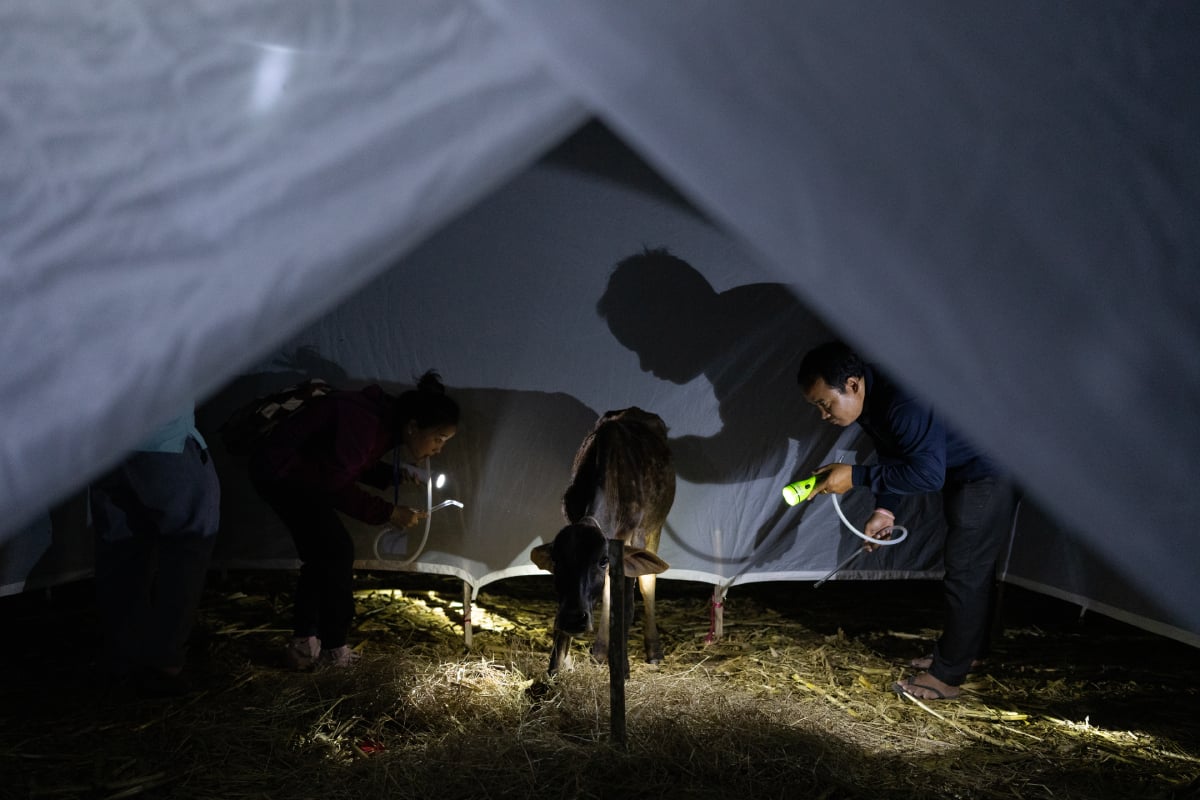 Photo of a nighttime testing site where healthcare workers are testing mosquitos around a cow. 