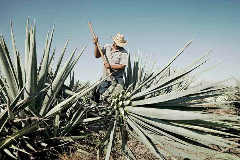 Where tequila comes from. Photo by Joel Salcido.