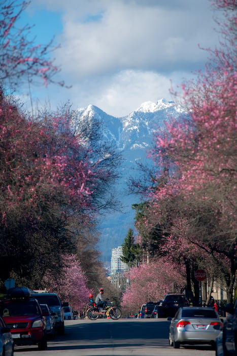 Father and child riding a bike across a Sakura tree-lined street in front of a snow-capped mountainscape.