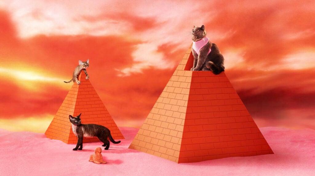 Photo of three cats posing on and around pyramids constructed by Wooden Ladder for MailChimp.