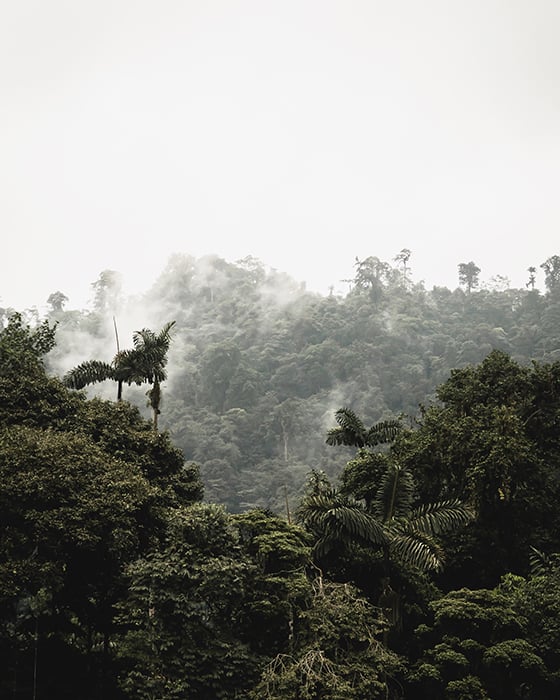 Landscape photography of the Choco rainforest reserve taken by Chandler Borries for Mashpi Lodge