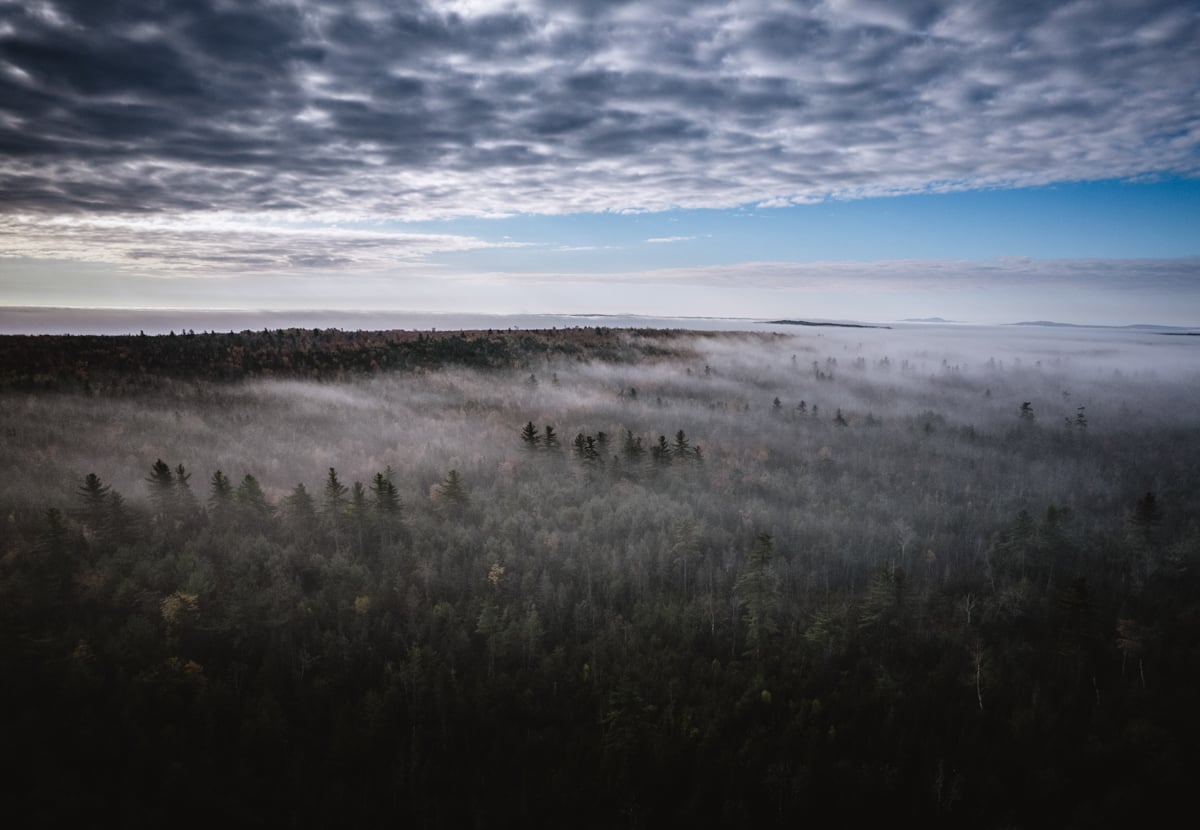 An aerial landscape photo of the forest by Chris Bennett.