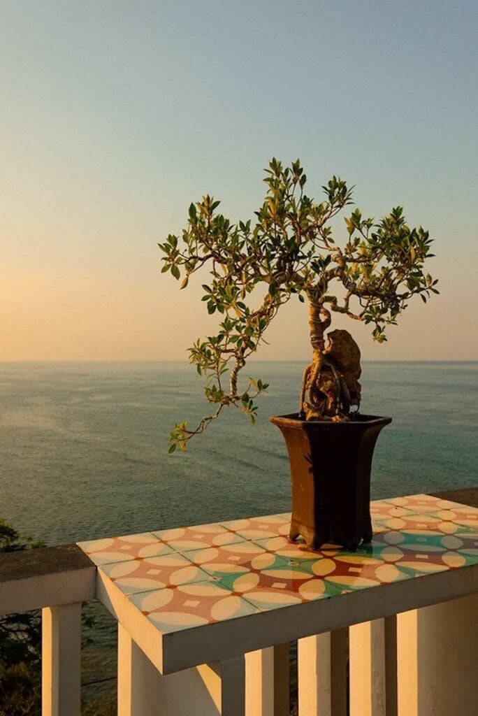 Photo from a balcony in Amed, Bali showcasing a plant in front of the horizon, shot by Franz Navarrete,