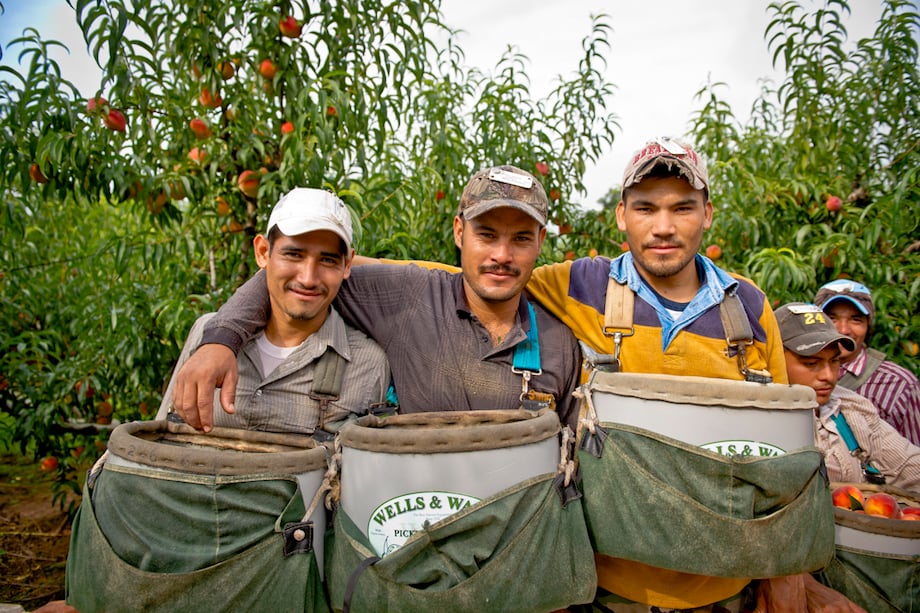 Color photo of peach farm workers by agriculture photographer Jamey Guy, shot in South Georgia.