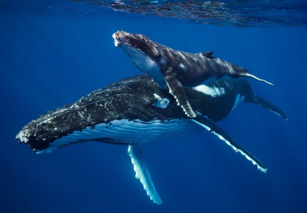 Photo by Jem Crewsswell of a mother and calf humpback whales.