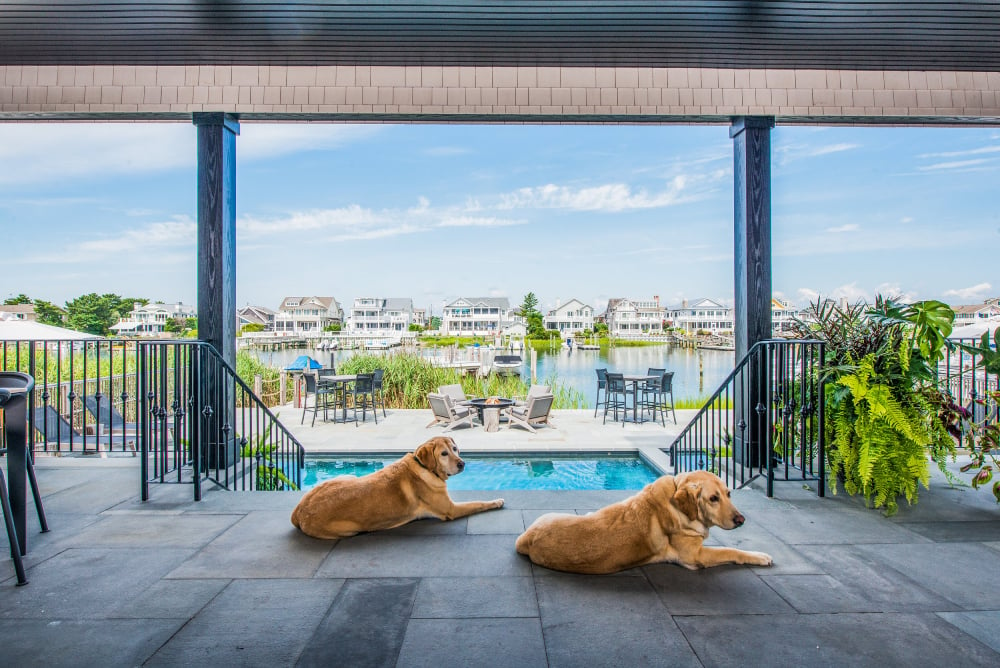 Photo by Julia Lehman of two dogs sitting by an entrance to a swimming pool.