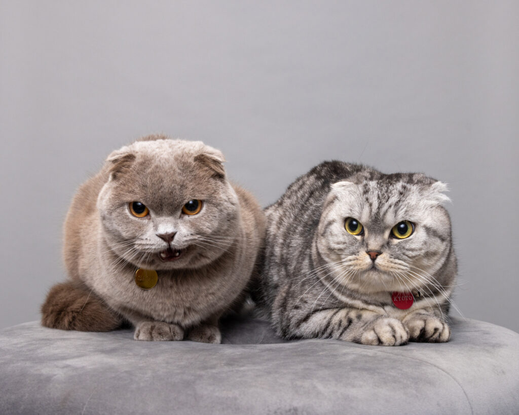 Two cats sporting sassy expressions, photo by Mark Rogers.