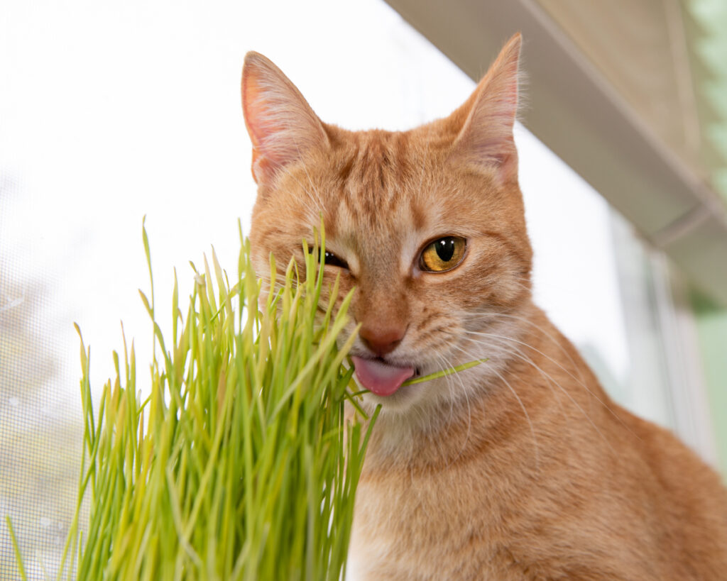 An orange cat winking and playfully sticking out its tongue.