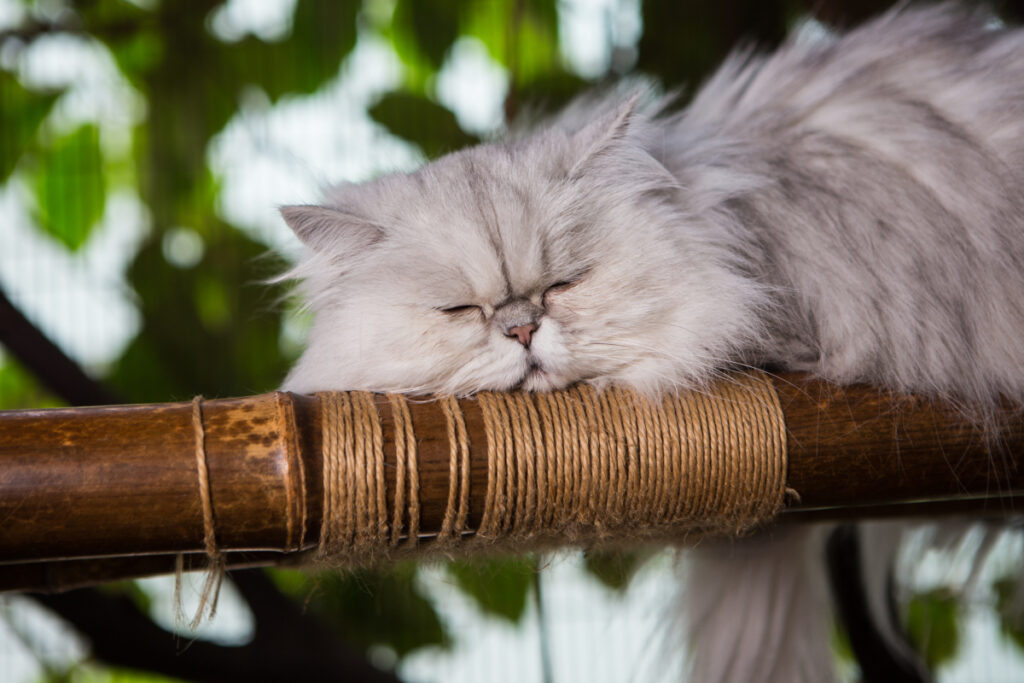 A fluffy grey cat peacefully curled up, sound asleep, photo by Mark Rogers.
