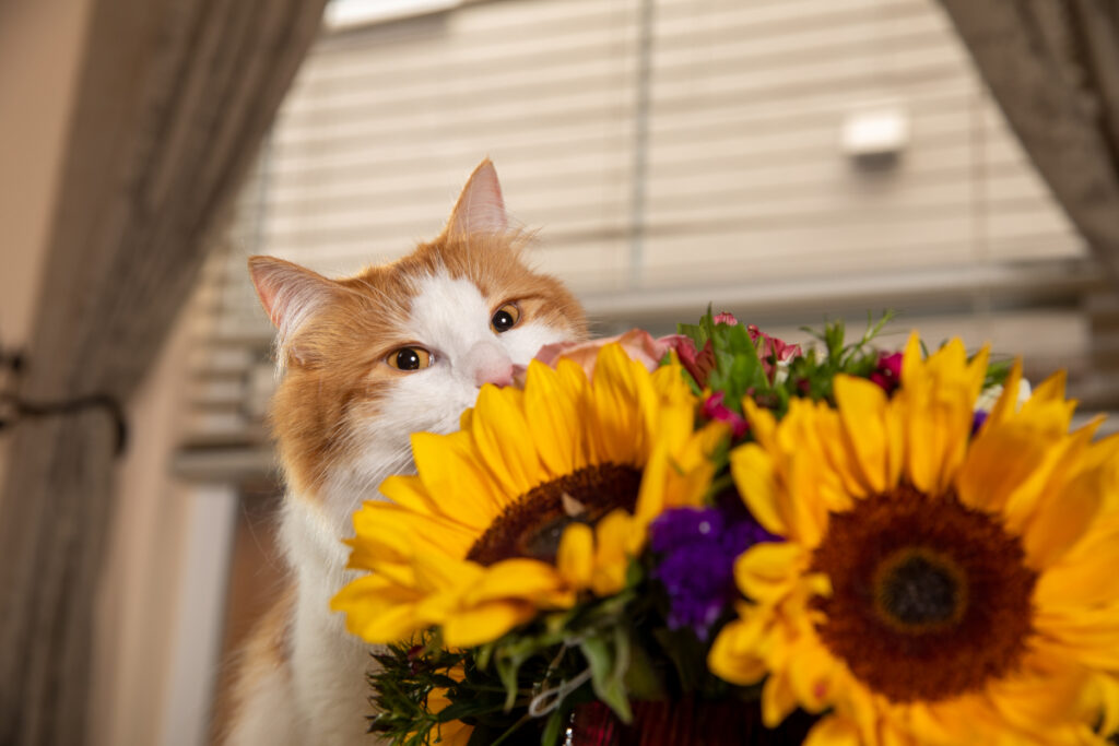 A curious cat investigating a bouquet of flowers with a delicate sniff.