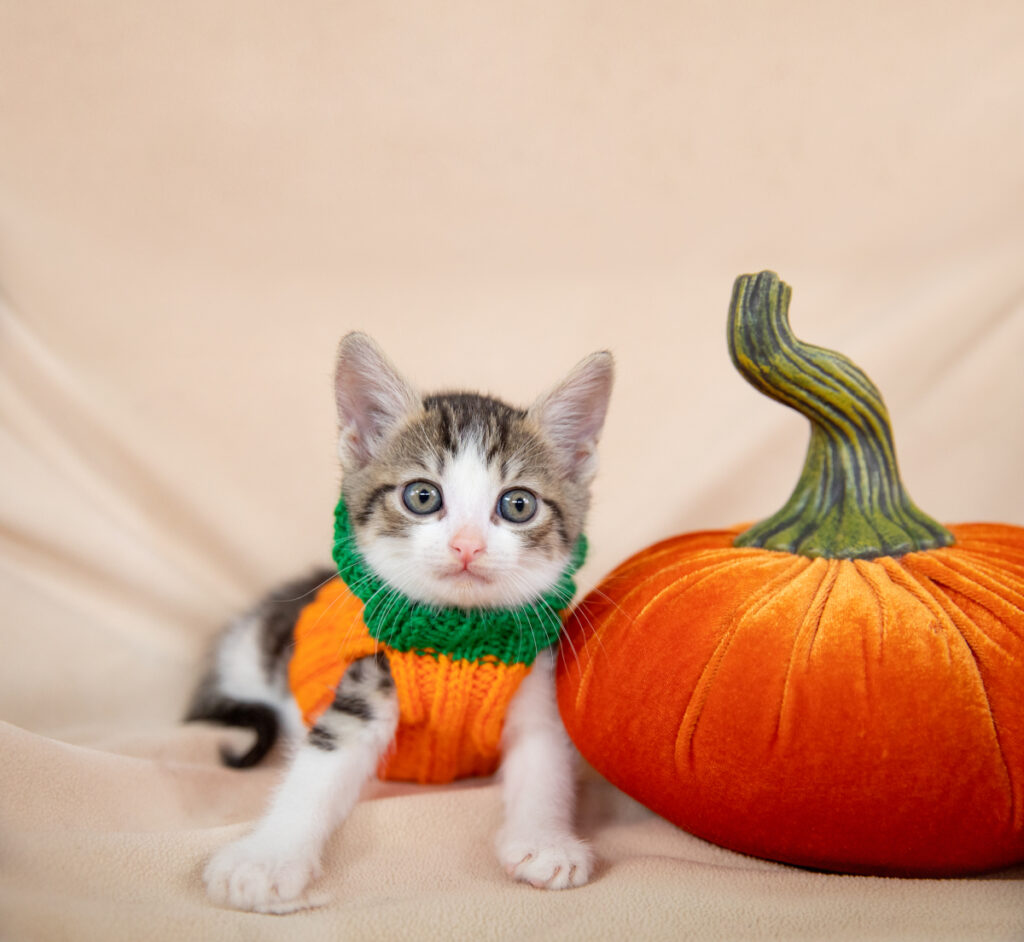 A tiny kitten, adorned in a pumpkin costume, poses beside a festive pumpkin decoration.