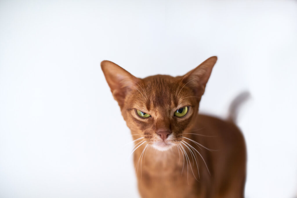 A cat strikes a sassy pose, exuding attitude with its confident gaze and poised demeanor.