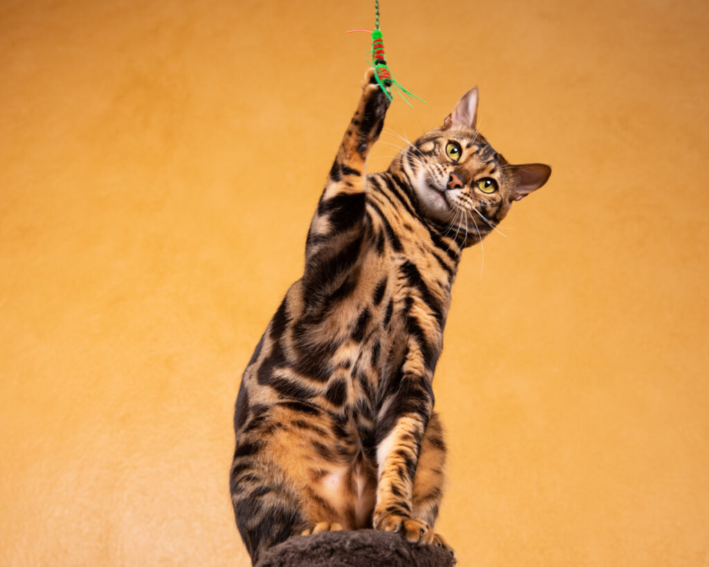 A cat playing with a toy.
