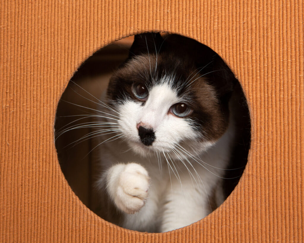 A curious cat peers mischievously through a hole in its cat tree, its bright eyes filled with playful intrigue.