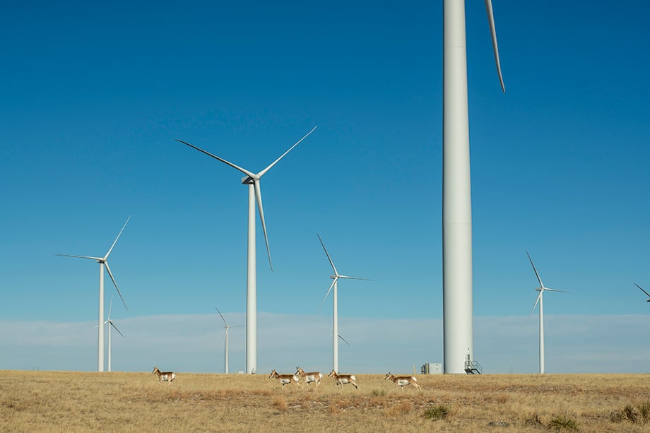 the landscape on BP's Wind Farm, featuring farm animals in front of windmills, photographed by Sean F. Boggs