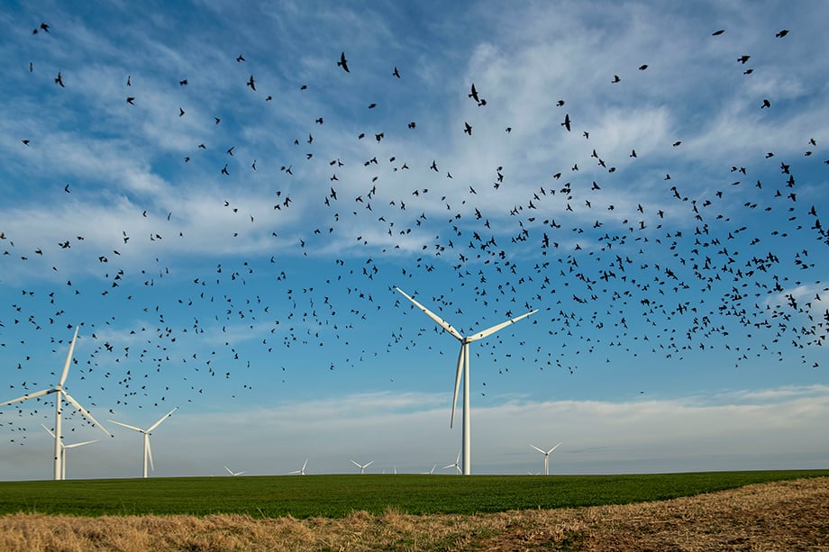 A flock of birds fly over windmills on BP's wind farm in Wichita, Kansas, photographed by Sean F. Boggs
