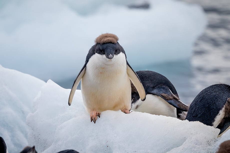 A portrait of an adele penguin at Brown Bluff, Antarctica