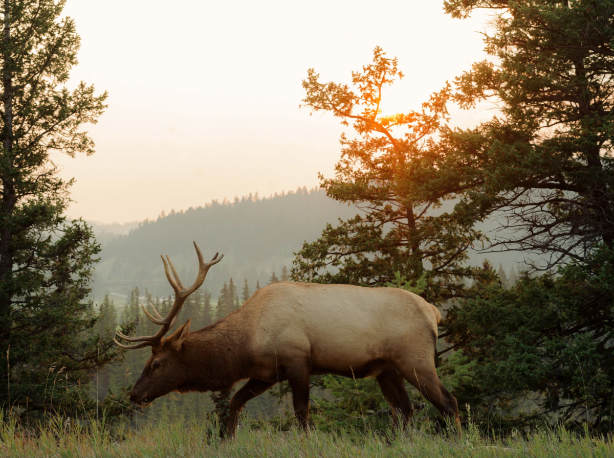 A color photo of a moose in the forest by Taylor Roades.