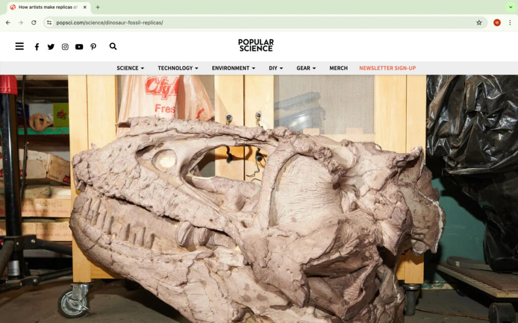 A tearsheet featuring Theo Stroomer's photograph of a replica of a Teratophoneus skull.