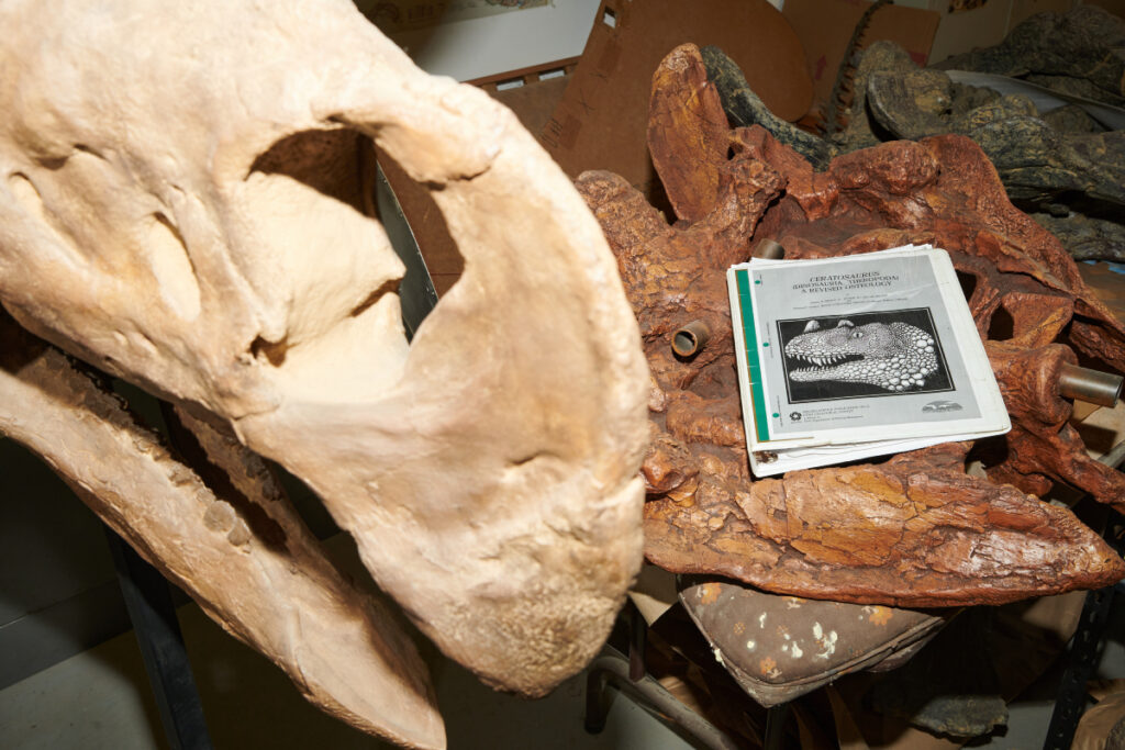 Image showing the paleontological guide  which helped reassemble the fossil.